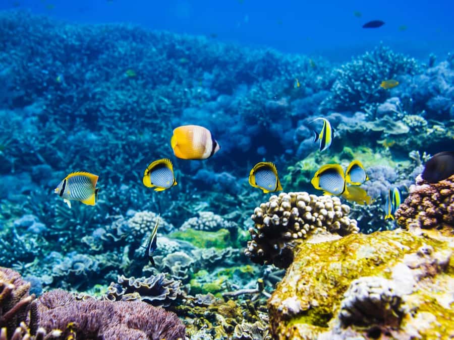 Krabi: Private 4 Islands Snorkeling Tour with Long-Tail Boat - What the $154 private price really buys you