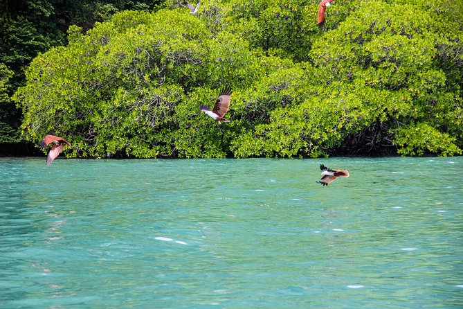 Langkawi Half Day Island Hoping Tour- Sharing basis - Pulau Dayang Bunting from the water