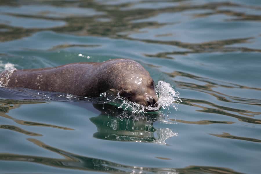 Lima: Sea Lion Swim and Wildlife Palomino Islands Cruise - Why this is an unusual Lima excursion