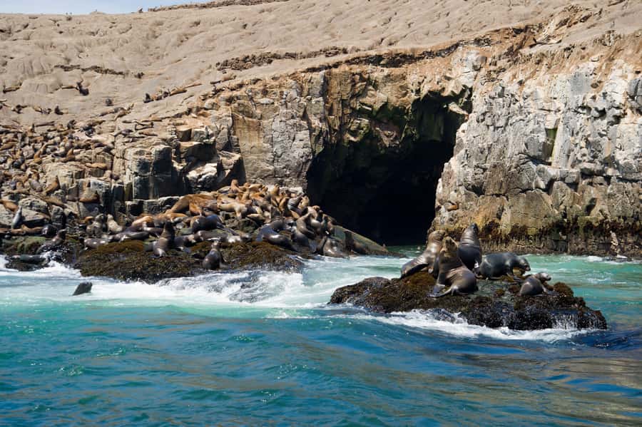 Lima: Sea Lion Swim and Wildlife Palomino Islands Cruise - San Lorenzo Island and the value of the history stop