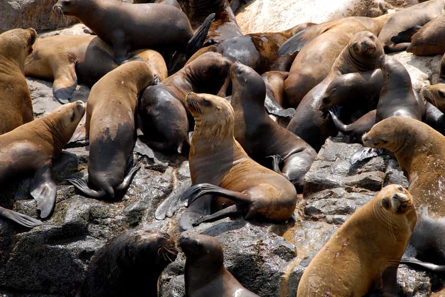 Lima: Sea Lion Swim and Wildlife Palomino Islands Cruise - Birdwatching on the return cruise