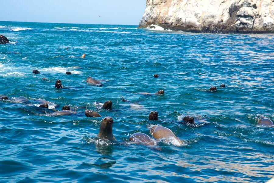 Lima: Sea Lion Swim and Wildlife Palomino Islands Cruise - What the $76 price really covers