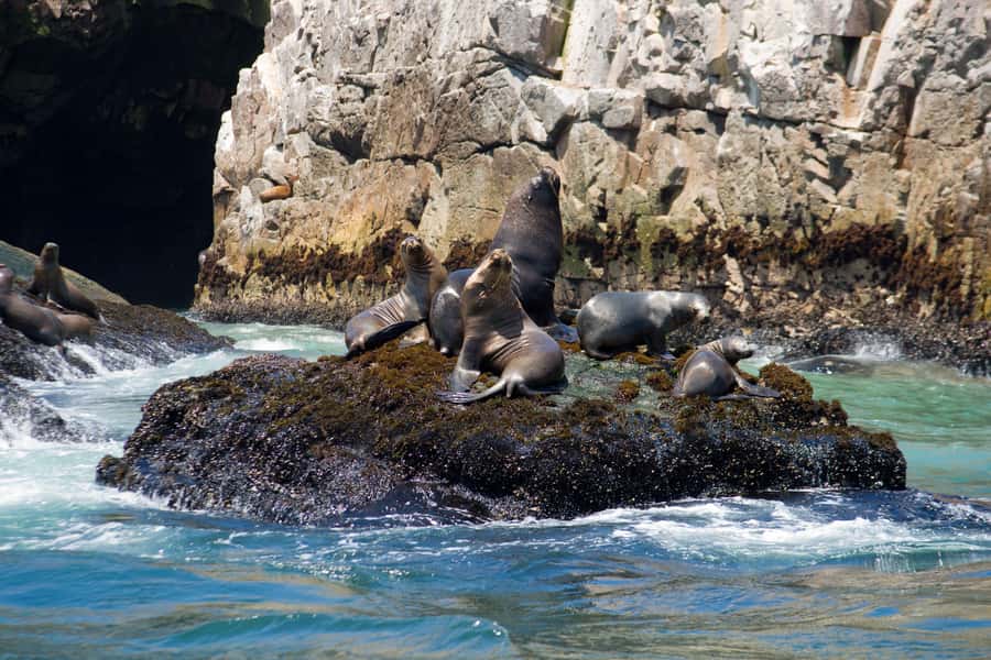 Lima: Sea Lion Swim and Wildlife Palomino Islands Cruise - Who will enjoy this most