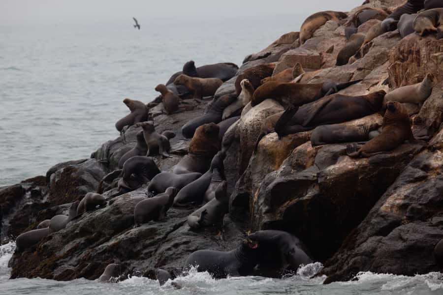 Lima: Sea Lion Swim and Wildlife Palomino Islands Cruise - Timing, communication, and flexibility