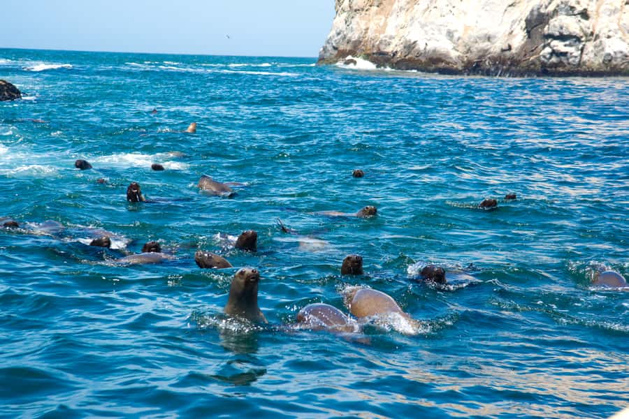 Lima: Sea Lion Swim and Wildlife Palomino Islands Cruise - Leaving La Punta for San Lorenzo Island