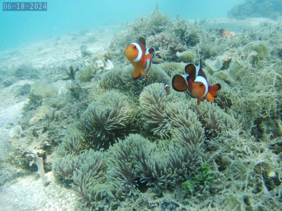 Lombok: Gili Nanggu, Tangkong, Sudak, and Kedis Islands Tour - What the $49 Price Really Covers