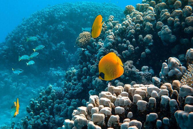 Maafushi: Full Day Snorkeling and Island Hopping Experience - Anantara Reef and Coral Garden: the main event