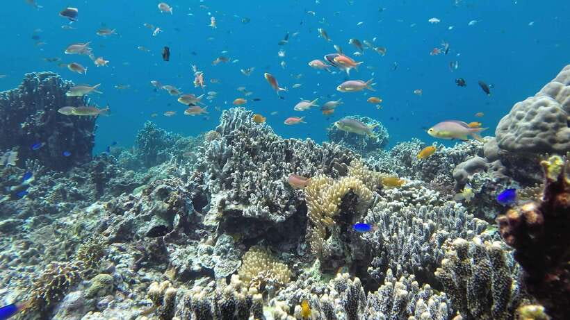 Mactan Island Hopping Gilutungan, Caohagan, Nalusuan + Lunch - Lunch is a welcome pause beside the sea
