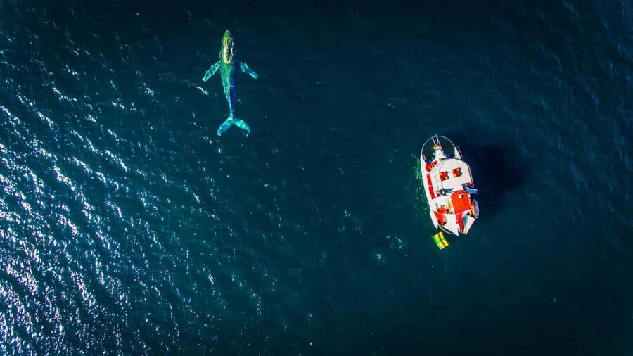 Marietas Islands Boat Tour: Snorkel, Kayak, Playa Nopalera - The cruise to the islands and the best wildlife window