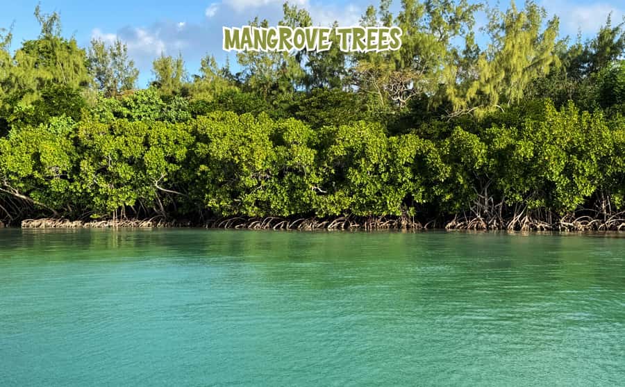 Mauritius: 5 Islands of the East Speedboat Tour with BBQ - Dolphin watching on the way out