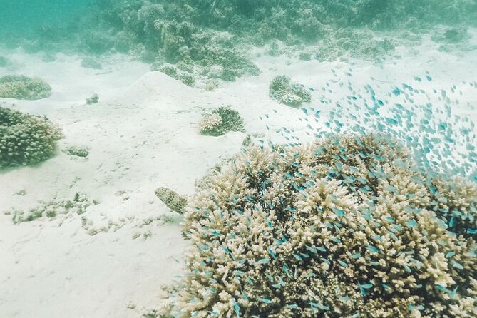 Mauritius : Ile Aux Cerfs 3 islands Speed Boat Trip with BBQ - Île aux Cerfs, the main beach stop
