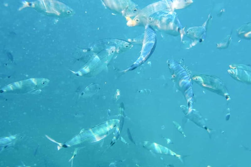 Medulin: Full-Day Boat Tour of the Archipelago w/ Lunch - Passing Porer Lighthouse and the small islets