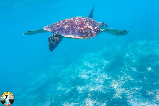 Moalboal Island Hopping (Pescador Island, Sardines and Turtles) - Why this Moalboal morning starts at 4:30 am