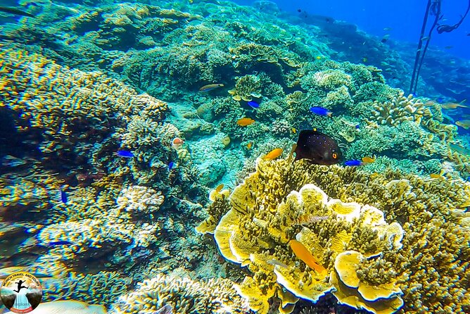 Moalboal Island Hopping (Pescador Island, Sardines and Turtles) - Reaching Pescador Island by private pump boat