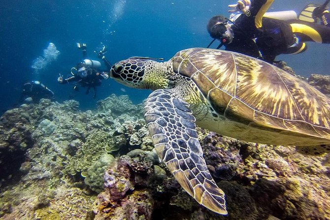 Moalboal Island Hopping (Pescador Island, Sardines and Turtles) - What makes Pescador Island special