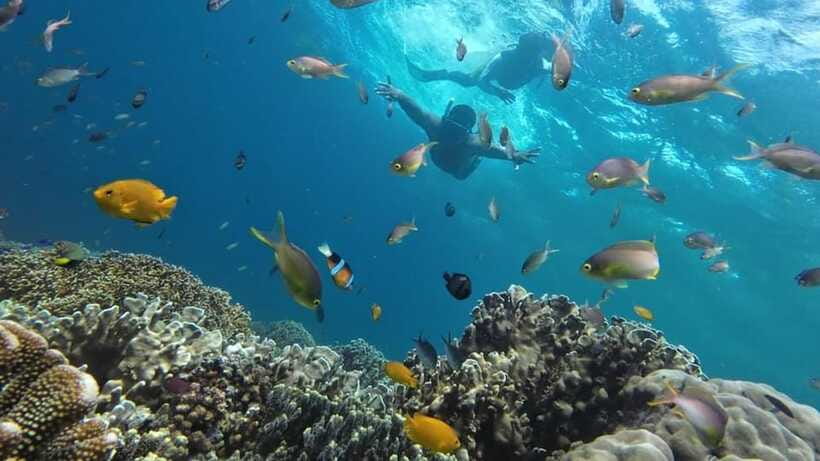 Moalboal: Pescador Island Hopping Adventure and Sardine Run - Watching the Sardine Run