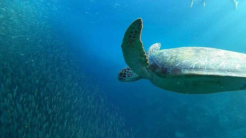 Moalboal: Pescador Island Hopping Adventure and Sardine Run - Turtle watching and the limits of wildlife tours