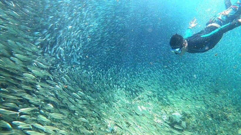 Moalboal: Sardine Run, Turtles and Pescador Island Hopping - Key Points Before You Book