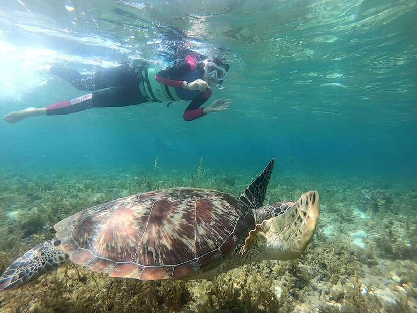 Moalboal: Sardine Run, Turtles and Pescador Island Hopping - Pescador Island: Coral, Fish, and Open Water