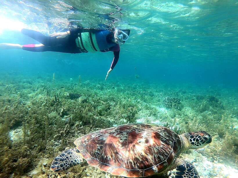 Moalboal: Sardine Run, Turtles and Pescador Island Hopping - The Sardine Run at Panagsama Beach
