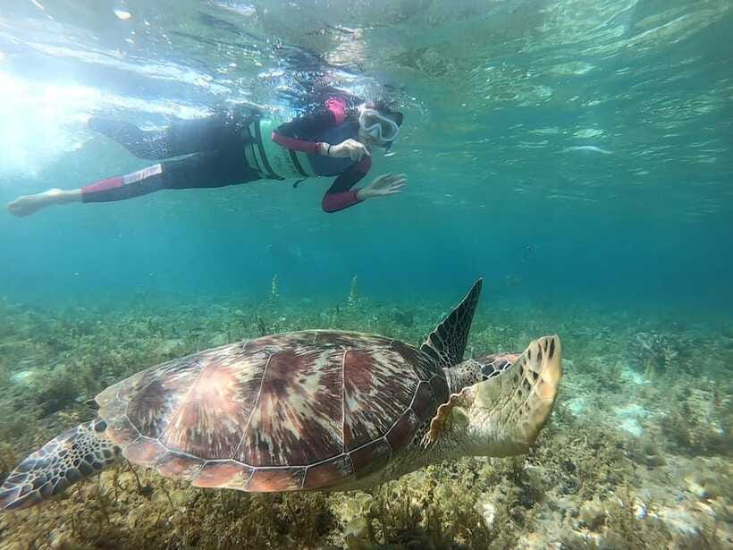 Moalboal: Sardine Run, Turtles and Pescador Island Hopping - Is $95 a Fair Price?