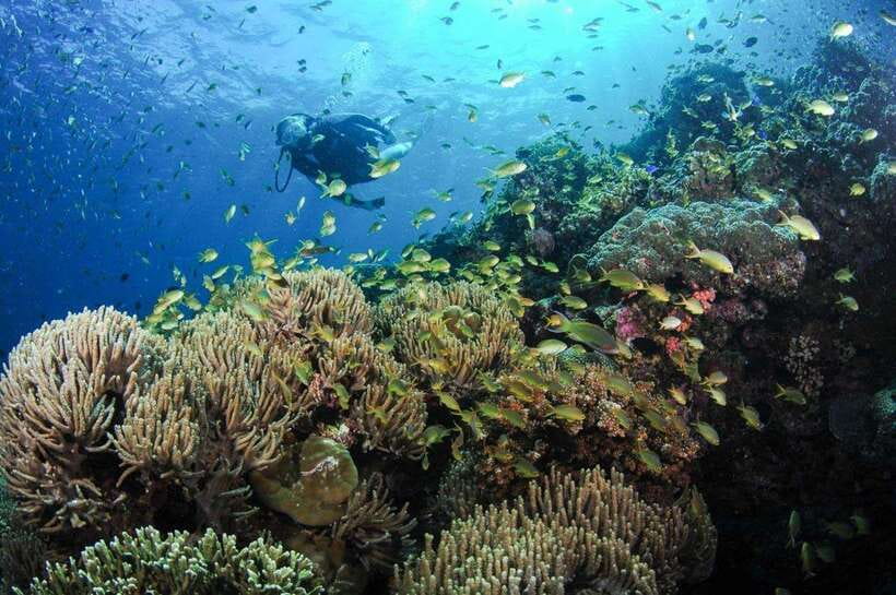Moalboal: Scuba Diving and Pescador Island Hopping - What makes Moalboal special underwater