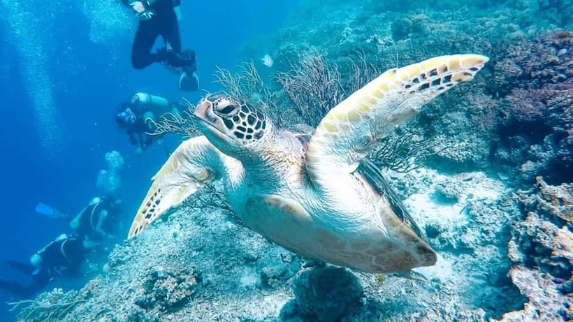 Moalboal: Scuba Diving and Pescador Island Hopping - Two sessions around Pescador Island