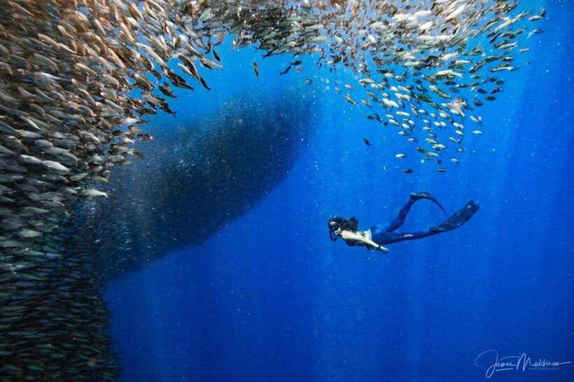 Moalboal: Scuba Diving and Pescador Island Hopping - The organization question