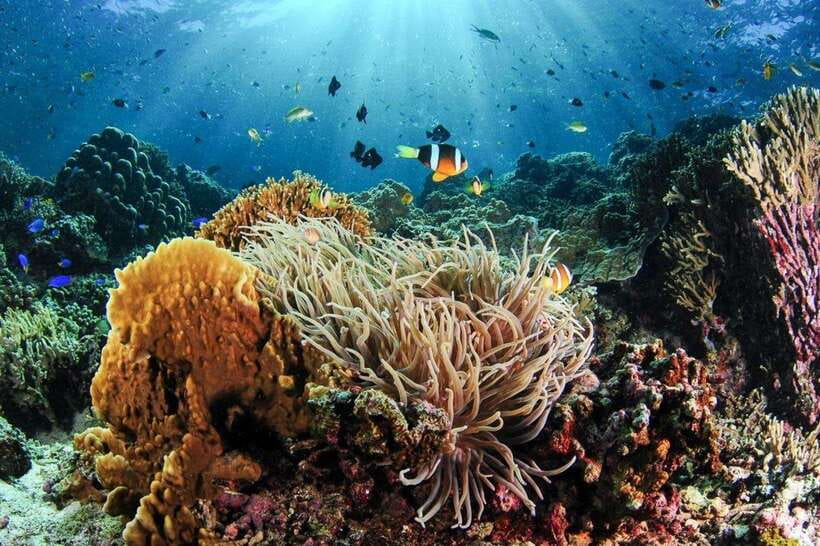 Moalboal: Scuba Diving and Pescador Island Hopping - The morning pickup from Moalboal