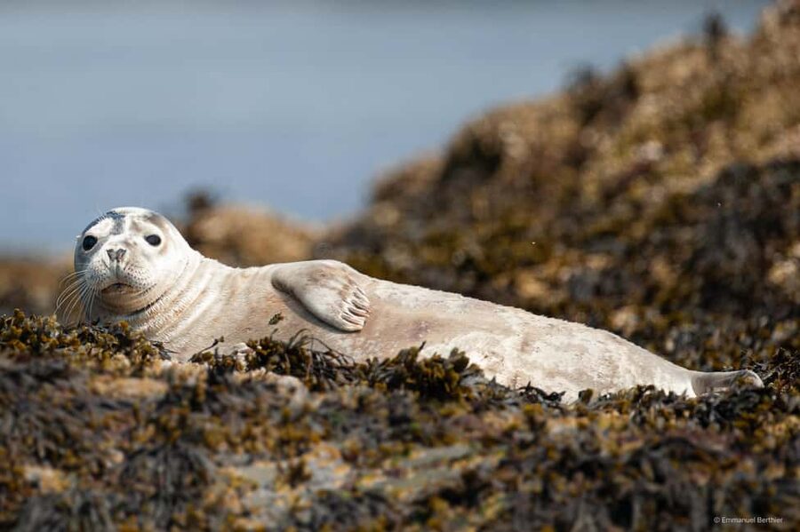 Molène Archipelago: Sea trips from Crozon. Seals, dolphins, - Setting out from Camaret-sur-Mer