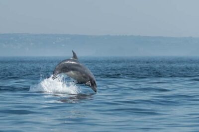 Molène Archipelago: Sea trips from Crozon. Seals, dolphins,
