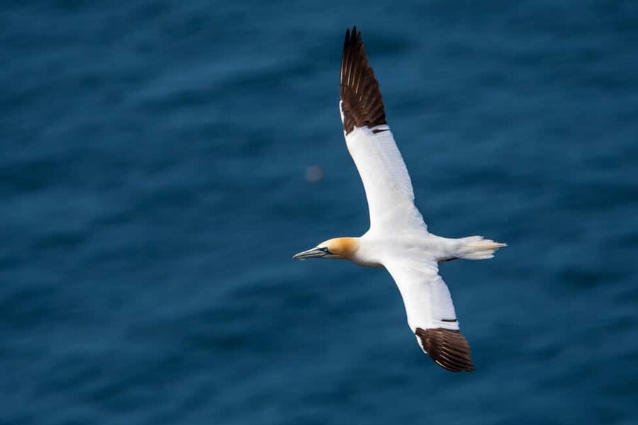 Molène Archipelago: Sea trips from Crozon. Seals, dolphins, - The eco-responsible side of the excursion