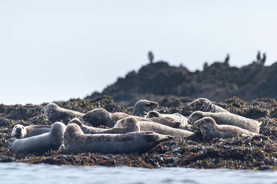 Molène Archipelago: Sea trips from Crozon. Seals, dolphins, - Booking details and preparation tips