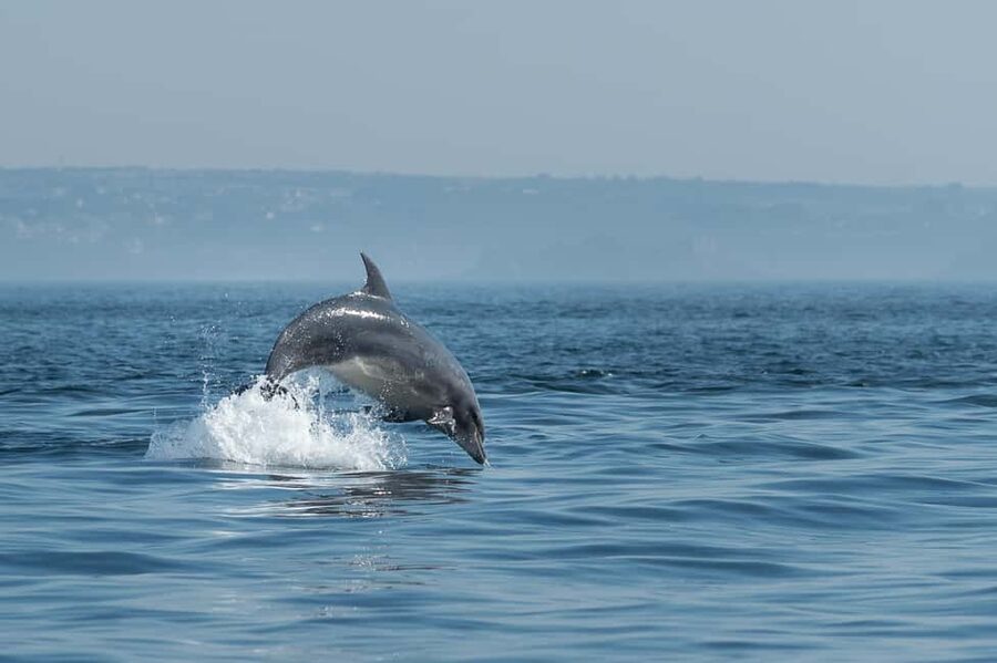 Molène Archipelago: Sea trips from Crozon. Seals, dolphins, - Crossing the Iroise waters
