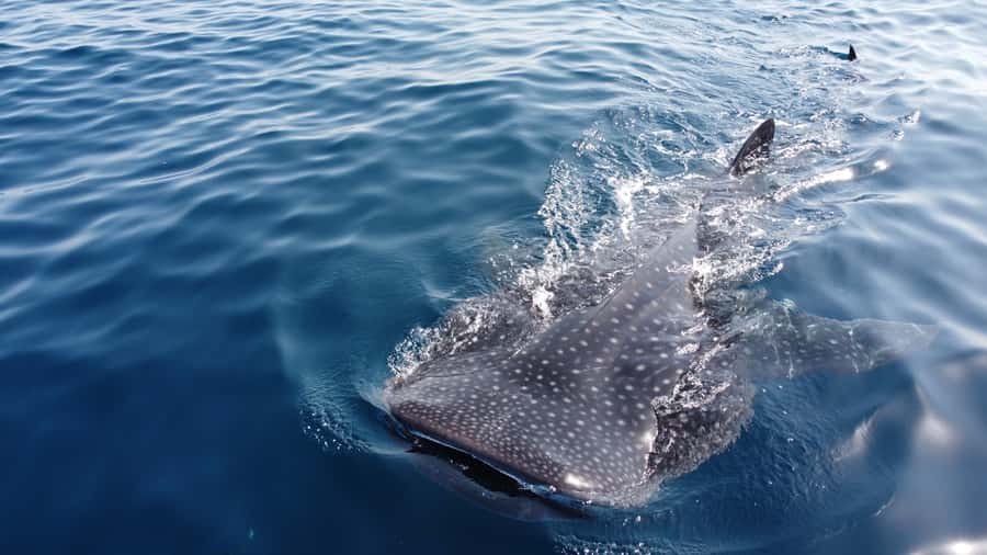 Muscat: Daymaniat Islands Tour - The boat ride and first look at Daymaniat