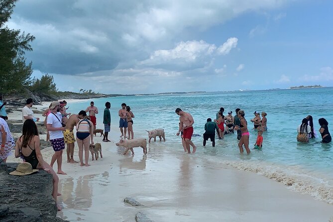 Nas: 3 islands Tour ,snorkel, Turtles, pigs and lunch - Green Turtle Cay: snorkeling with fish and turtles