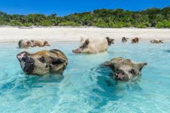 Nas: 3 islands Tour ,snorkel, Turtles, pigs and lunch - Timing, weather, and cancellation details