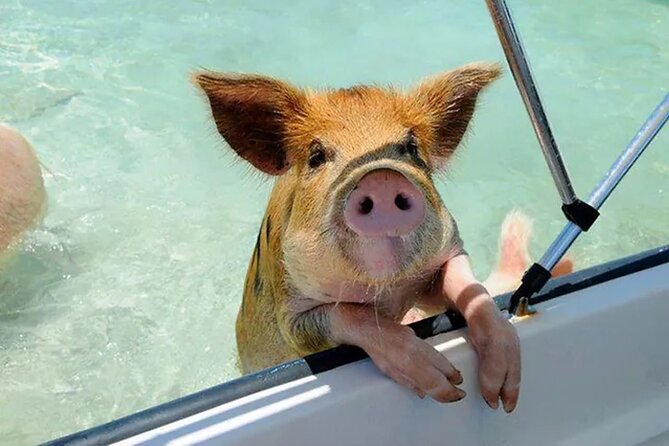 Nas: 3 islands Tour ,snorkel, Turtles, pigs and lunch - Starting at Margaritaville on Paradise Island