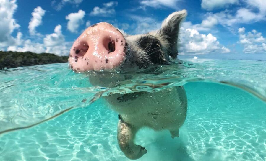 Nassau: 3-Island Snorkel Tour with Pigs, Beach Club, & Lunch - Gilligan’s Island and the Atlantis Tunnel