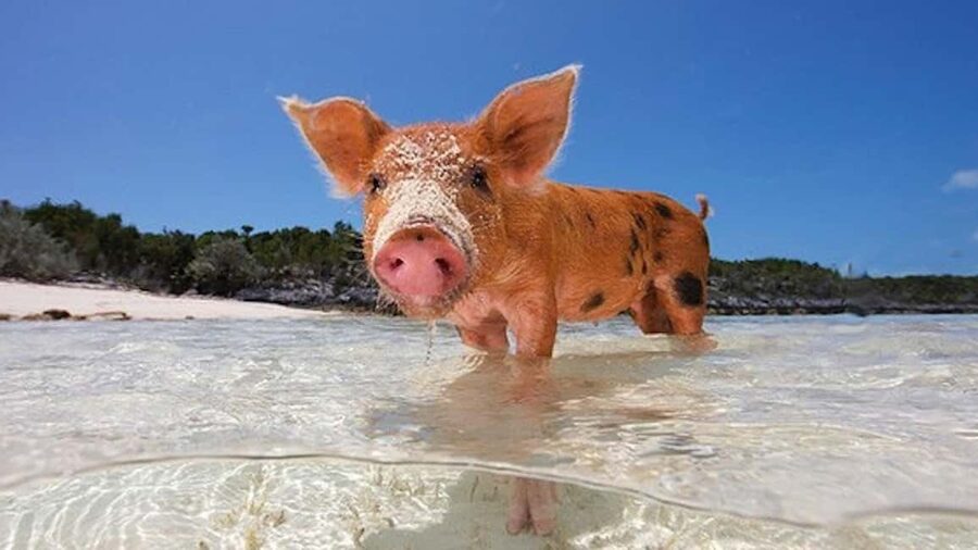 Nassau: 3-Island Snorkel Tour with Pigs, Beach Club, & Lunch - Swimming pigs at Rose Island