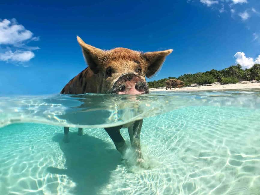 Nassau: 3-Island Snorkel Tour with Pigs, Beach Club, & Lunch - Green Cay and the sea turtle snorkel