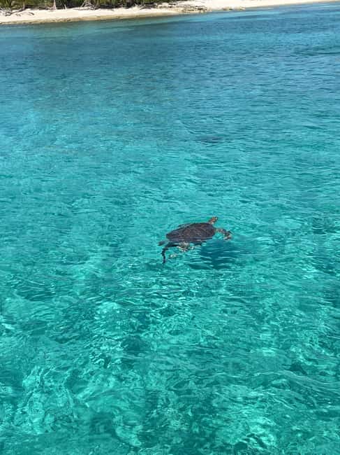 Nassau: 3 Islands Boat w/ Swimming Pigs, Snorkeling & Turtle - Pearl Island: A Short, Clear-Water Snorkel