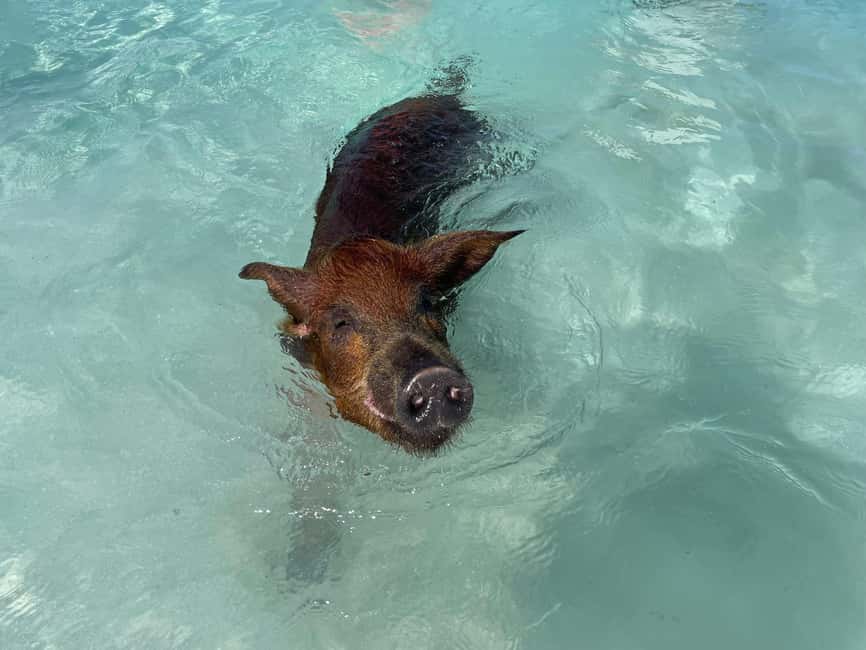 Nassau: 3 Islands Boat w/ Swimming Pigs, Snorkeling & Turtle - Green Cay and the Turtle Stop