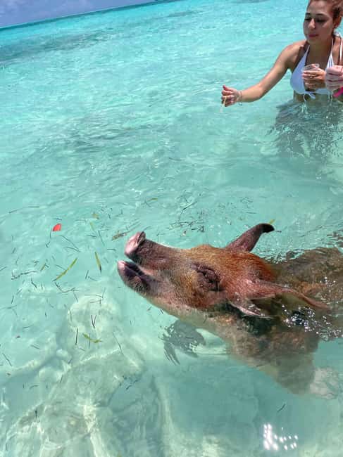 Nassau: 3 Islands Boat w/ Swimming Pigs, Snorkeling & Turtle - How the Timing Feels in Real Life