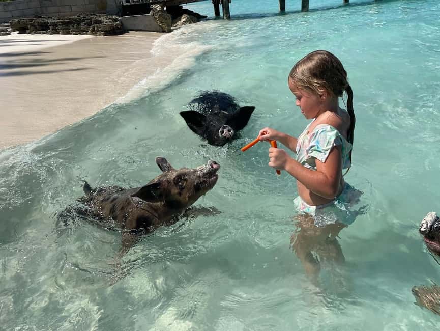 Nassau: 3 Islands Boat w/ Swimming Pigs, Snorkeling & Turtle - Meeting the Boat in Nassau or Paradise Island