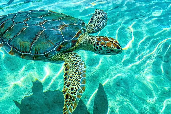 Nassau: 3 islands Pigs,Turtles,Snorkel & Beach Club with lunch - What this Nassau boat trip is really trying to do