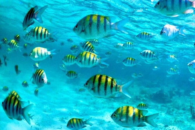 Nassau: 3 islands Pigs,Turtles,Snorkel & Beach Club with lunch - Starting the day and finding the dock