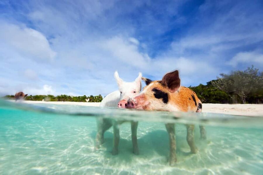 Nassau: 3 Islands Tour, Snorkel, Pig Beach, Turtles & Lunch - Key points to know before booking