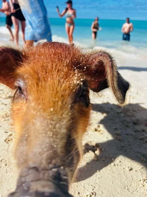 Nassau: 3 Islands Tour, Snorkel, Pig Beach, Turtles & Lunch - What this Nassau boat tour is really like