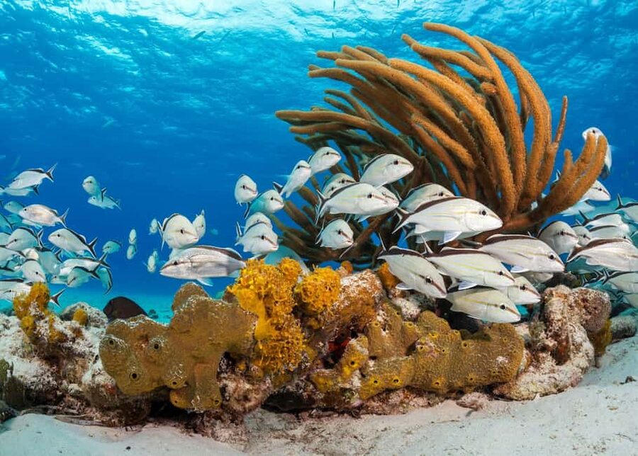 Nassau: 3 Islands Tour, Snorkel, Pig Beach, Turtles & Lunch - The boat ride can be thrilling, not restful